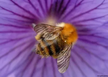 Bee purple flower.jpg